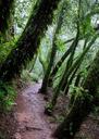 Forest trail.
